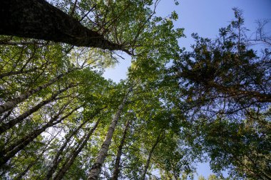 Rusya 'daki Karelia Cumhuriyeti Ruskeale' deki Büyük Mermer Kanyon 'un parkındaki ormandaki uzun Karelya ladin ağaçları.