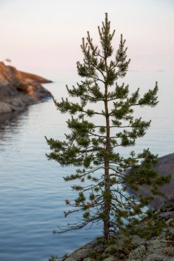 Rusya 'daki Ladoga Gölü' nde küçük Karelya ladin ağaçları