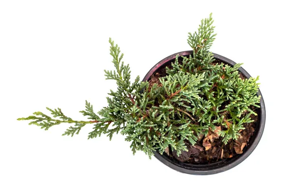 Horizontal Icee Blue Juniper Seedling Pot White Background Top View Stock Image