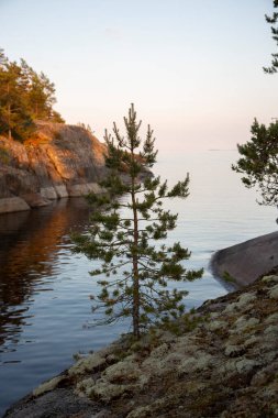 Rusya 'daki Ladoga Gölü' nde küçük Karelya ladin ağaçları