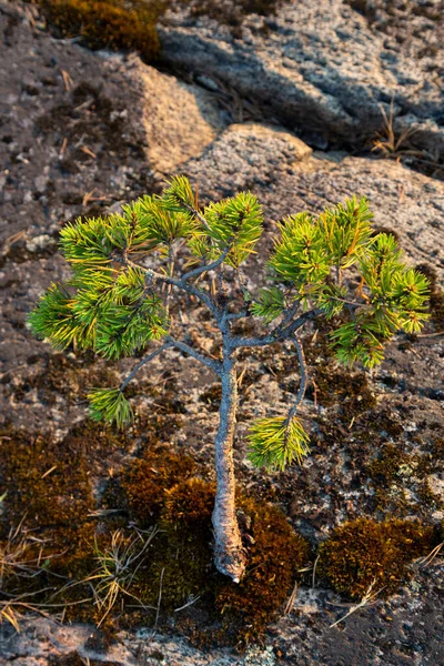 Pequeños Abetos Karelia Skerry Lago Ladoga Rusia —  Fotos de Stock