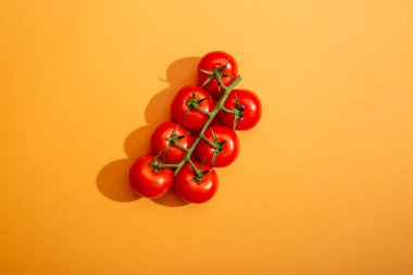 Sarı arka plandaki bir dalda olgun kırmızı domatesler