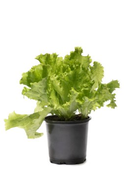 Beyaz arka planda yeşil marul çalısı