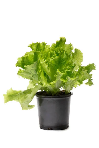 Grüner Salatbusch Topf Auf Weißem Hintergrund — Stockfoto