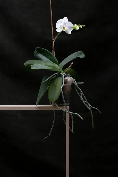 Bush Phalaenopsis Orchid Pot Dark Background — 图库照片