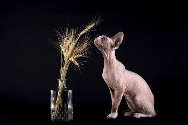 Kociak Rasy Devon Rex Uszami Pszenicy — Zdjęcie stockowe