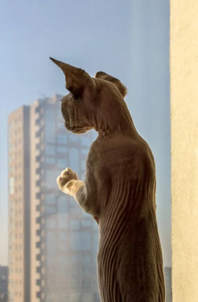 Kociak Devon Rex Obserwuje Przez Okno — Zdjęcie stockowe