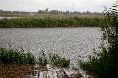 Nehir kıyısı, sazlık ve yoğun yağmurlu kırsal alan