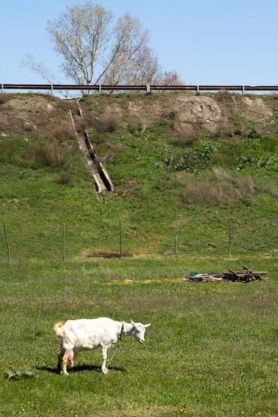 Accueil Pâturage Chèvres Dans Village Sur Une Pelouse Verte — Photo