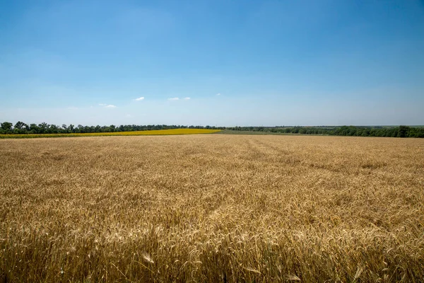 Krajobraz Wiejski Dużym Polem Pszenicy Błękitnym Niebem — Zdjęcie stockowe