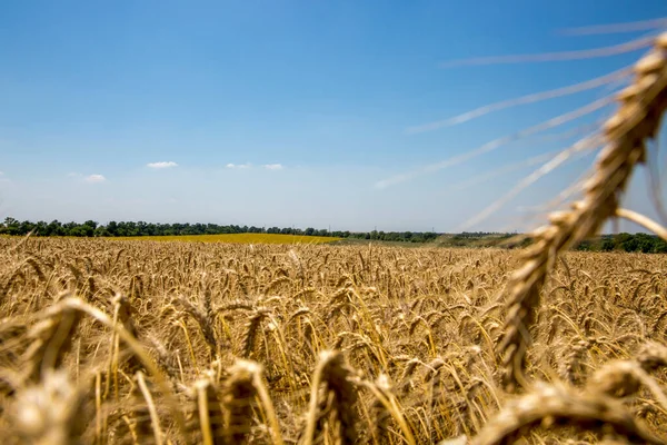 Paisagem Rural Com Grande Campo Trigo Céu Azul — Fotografia de Stock