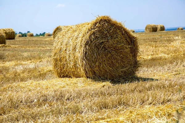 Paisagem Rural Com Campo Trigo Após Colheita — Fotografia de Stock