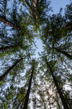 Yüksek ağaçların taçlarının altından bak