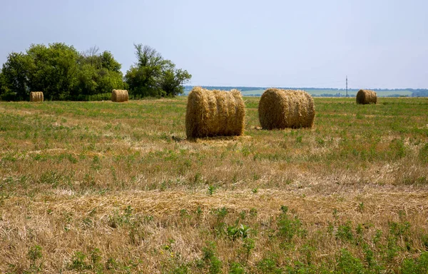 Paisaje Rural Con Campo Trigo Después Cosecha —  Fotos de Stock