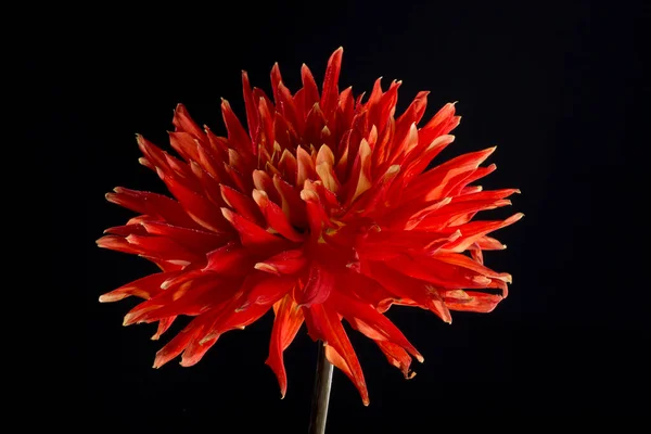 Nagy Dália Virág Egy Fekete Háttér Közelkép — Stock Fotó