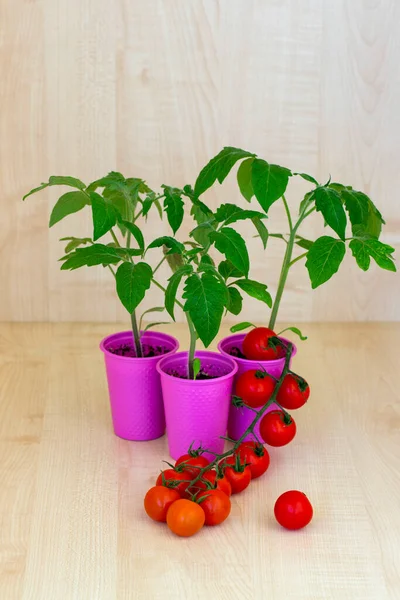 Seedling of tomato, blush of tomato seedlings in a pink cup with fruits