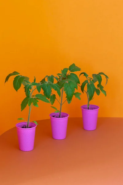 Tomaten Sämling Erröten Tomaten Sämlinge Einer Rosa Tasse — Stockfoto