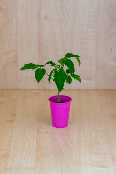 Seedling of tomato, blush of tomato seedlings in a pink cup