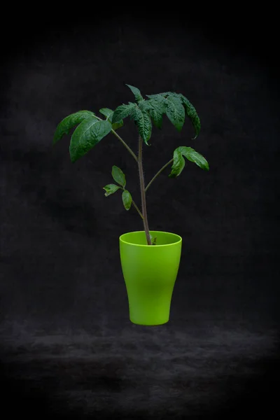 Seedling of tomato, blush of tomato seedlings in a green cup