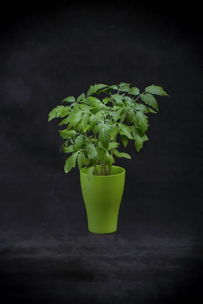 Seedling of tomato, blush of tomato seedlings in a green cup