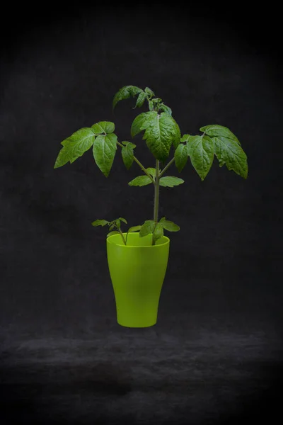 Seedling of tomato, blush of tomato seedlings in a green cup