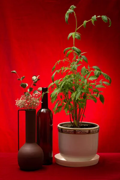 Tomato Seedling Vase Flowers Bottle Red Background — стоковое фото