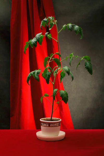 Arbusto Creciente Plántulas Tomate Una Maceta Blanca — Foto de Stock