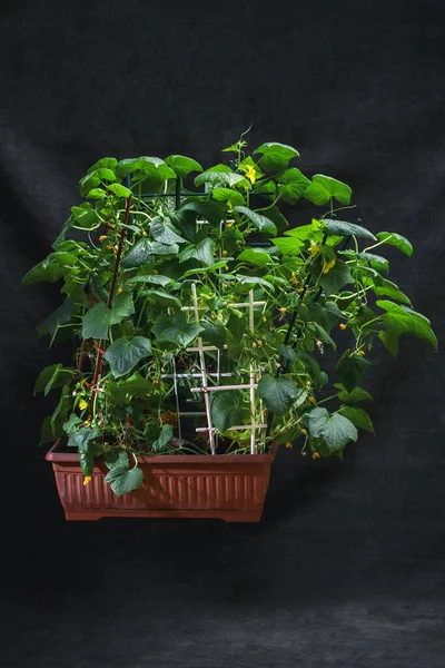 Bushes Growing Cucumbers Brown Box Plants — стоковое фото