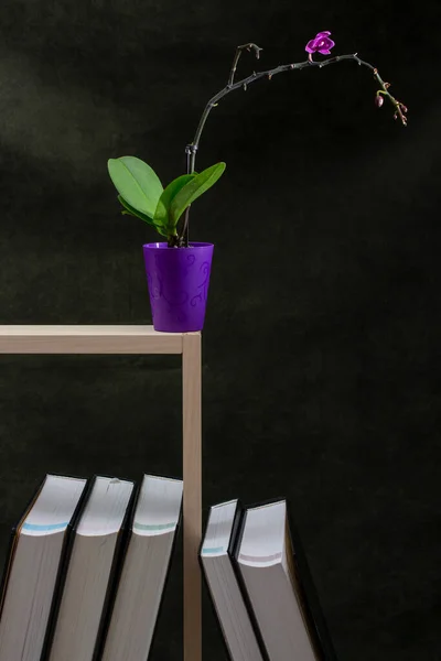 Still life with a blooming orchid on a shelf and books