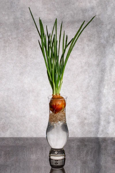 stock image Sprouted onion in a glass vase on a gray background