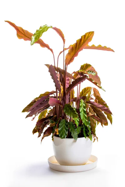 Bush Kamer Calathea Rufibarba Een Pot Een Witte Achtergrond — Stockfoto