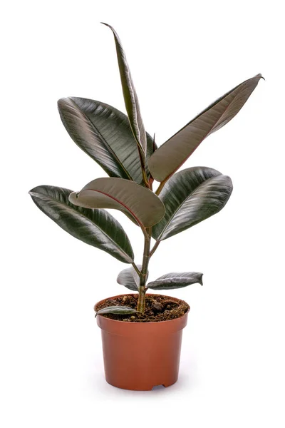 Indoor Ficus Een Pot Een Witte Achtergrond — Stockfoto