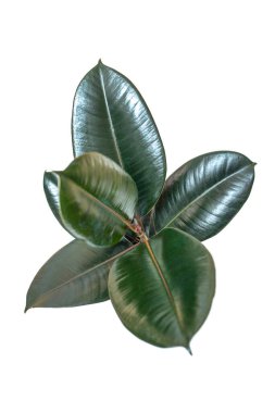 Beyaz arkaplanda bir tencereye odaklan, üst görünüm