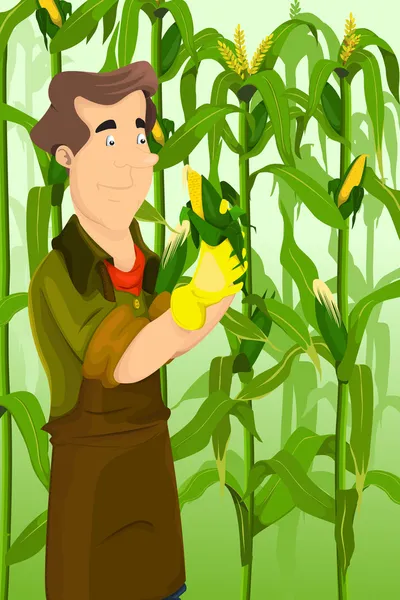 Récolte de maïs par les agriculteurs — Image vectorielle