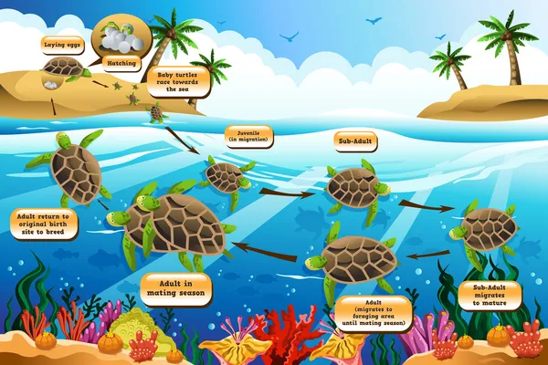 Ciclo di vita della tartaruga marina — Vettoriale Stock