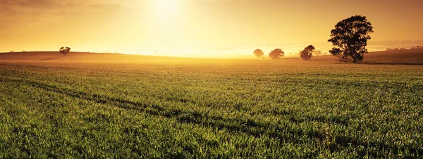 Valley of Gold — Stock Photo, Image