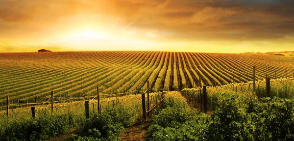 Atemberaubender Sonnenuntergang im Weinberg — Stockfoto