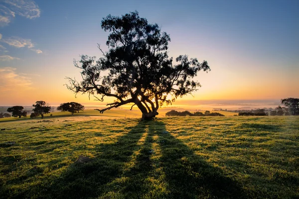 Träd skuggor — Stockfoto