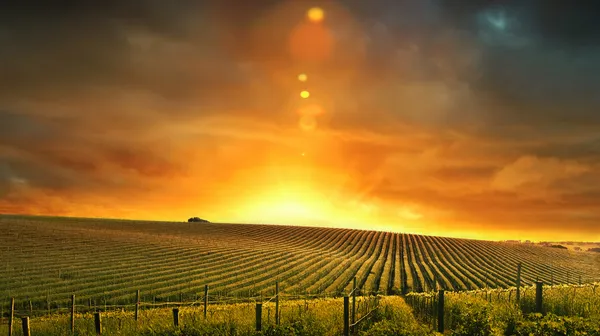 Barossa Glory — Stock Photo, Image