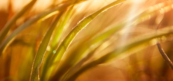 Abstract gras achtergrond — Stockfoto