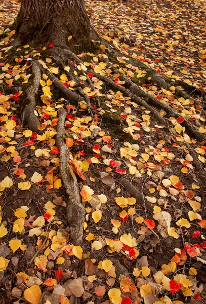 秋の根 — ストック写真