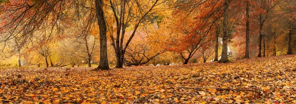 Panorama d'autunno — Foto Stock