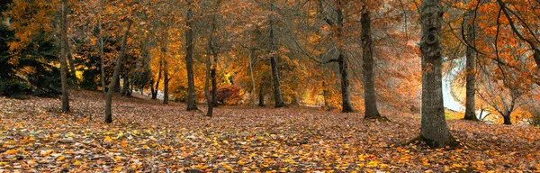 Stagione arancione — Foto Stock