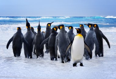King Penguins clipart