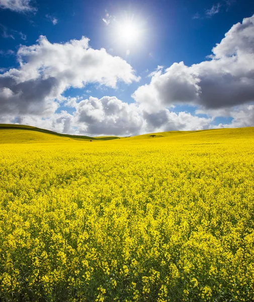 Brilho de Canola — Fotografia de Stock