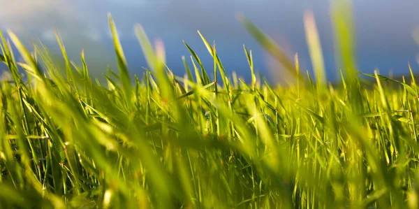 Ochtend gewas — Stockfoto