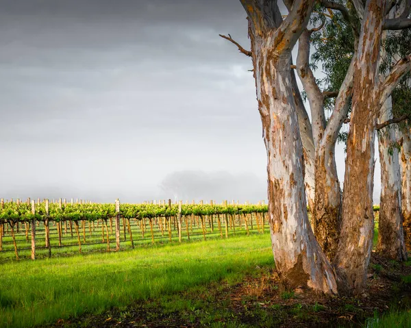 Виноградник Кунаваррі Південна Австралія — стокове фото