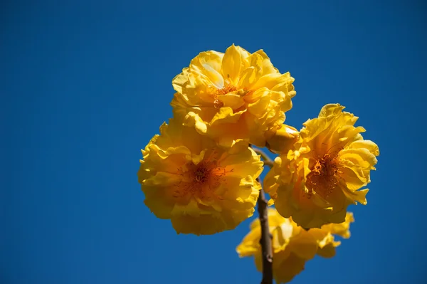 Tropical yellow flower — Stock Photo, Image