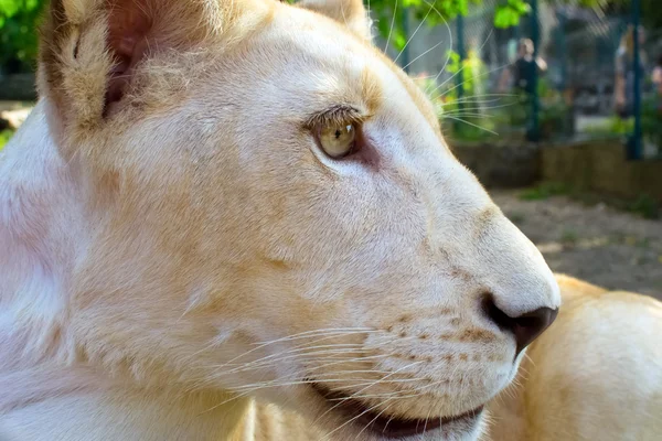 Lion cub in the zoo — Stock Photo, Image