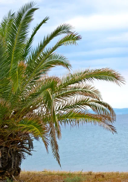 Palm tree by the sea shore beach — Stock Photo, Image